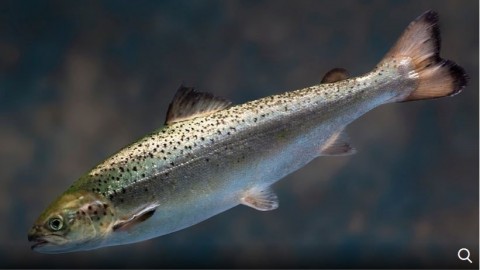 Uma foto fornecida pela AquaBountyTechnologies mostra um salmão juvenil criado no incubatório da empresa em Fortune, Prince Edward Island, Canadá.