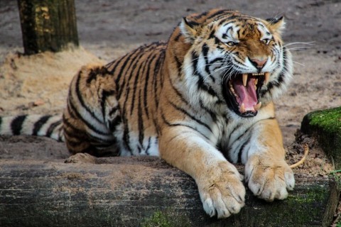 Grandes felinos correm risco de extinção, alerta ONU em Dia Mundial da Vida Selvagem. Foto: PEXELS.