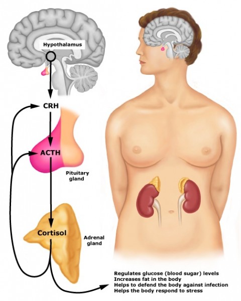  FADIGA ADRENAL: UM PROBLEMA MUITO FREQUENTE NO MUNDO MODERNO MAS POUCO DIAGNOSTICADO