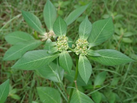 Amendoim bravo ou leiteira (Euphorbia heterophylla)