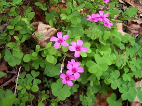 Azedinha ou Trevo-azedo (Oxalis articulata)