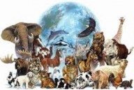 IMPORTANTE: Estudo revela que 90% dos animais surgiram ao mesmo tempo – O fim da base científica da teoria da evolução