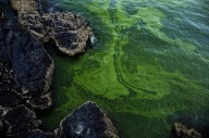 Alarme ante a gigantesca invasão de algas no mar da Arábia