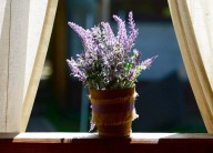 5 plantas que vão fazer você se sentir mais feliz em casa