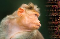 Chineses colocaram um gene da inteligência humana em um macaco. Cientistas estão preocupados