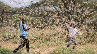 EIS QUE VÊM DIAS, DIZ O SENHOR DEUS, EM QUE ENVIAREI FOME SOBRE A TERRA (Amós 8, 11-12)     Bilhões de gafanhotos devastadores atacam cidades da África e estão devorando tudo pelo caminho 