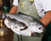 Cientistas criam salmão gigante geneticamente modificado