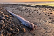 O Mar também dá sinais... Aparecimento de peixe raro na superfície das águas marinhas gera especulações de que algo grande está para acontecer...