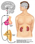 Exaustão Adrenal ou Fadiga Adrenal