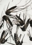 Infecção por zika também afeta células cerebrais de adultos, aponta estudo