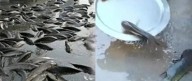 Peixes caem do céu após série de chuvas na Índia 