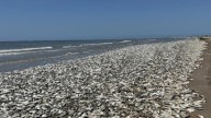 POR ISSO A TERRA SE LAMENTARÁ... E ATÉ OS PEIXES DO MAR SERÃO TIRADOS. (Oséias 4, 3)  Milhares de peixes estão morrendo em várias regiões do mundo