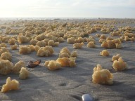 Estranhas esponjas amarelas apareceram em uma praia da França