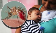 Pestes e epidemias - Zika vírus na Europa: primeiro caso de bebê nascido com microcefalia