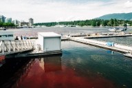 As águas de Vancouver ficam vermelhas como sangue