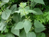 Remédios naturais e sobrenaturais dados pelo Céu a Mary Jane Even, Luz de Maria, Marie-Julie e a outros instrumentos, por Nosso Senhor Jesus Cristo e pela Santíssima Virgem Maria (texto em Espanhol)