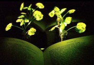 Plantas nanobiônicas - Cientistas alteram plantas para que elas gerem luz