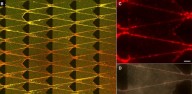 Cientistas criam máquinas 'vivas' que comem, crescem e evoluem